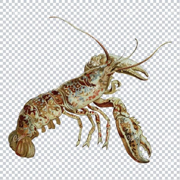Vintage Full Color PNG Illustration - Lobster