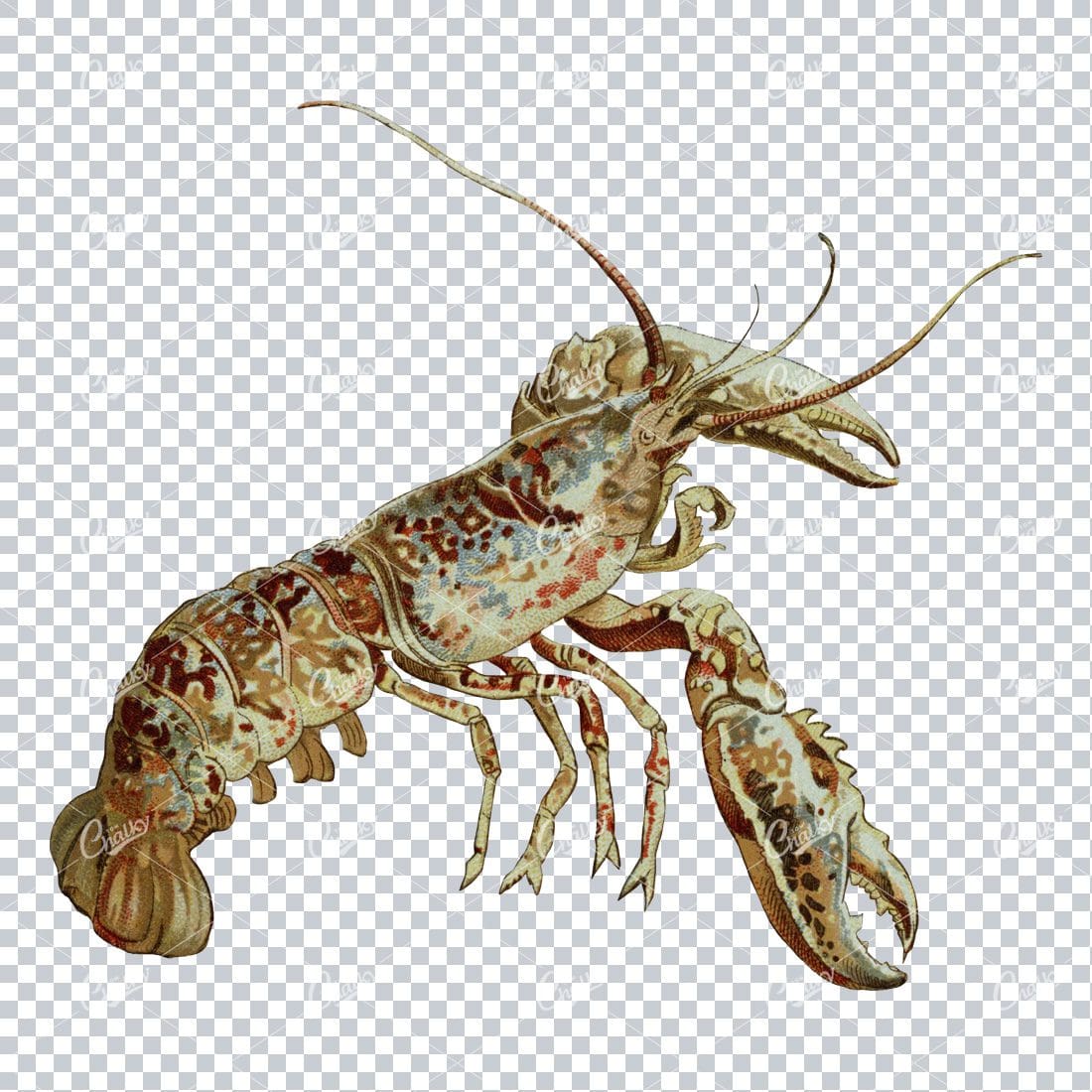 Vintage Full Color PNG Illustration - Lobster