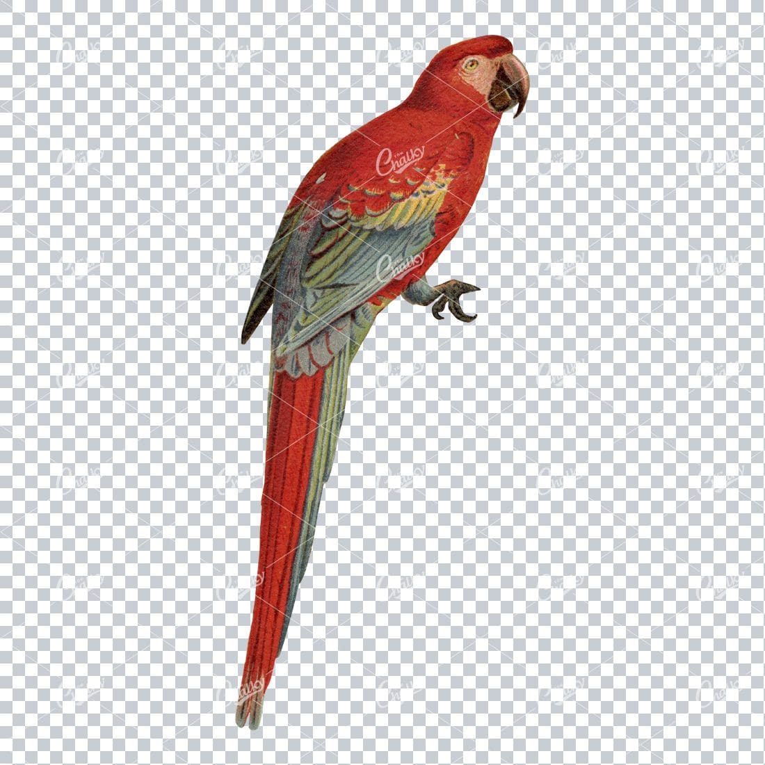 Vintage Full Color PNG Illustration - Macaw Parrot