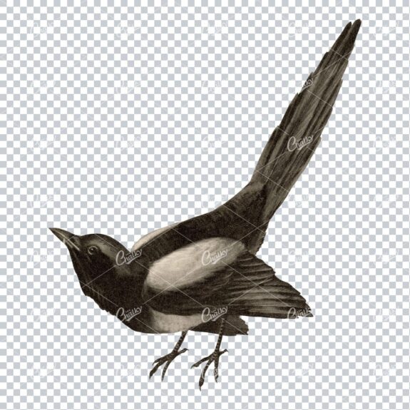 Vintage Sepia Toned PNG Illustration - Magpie