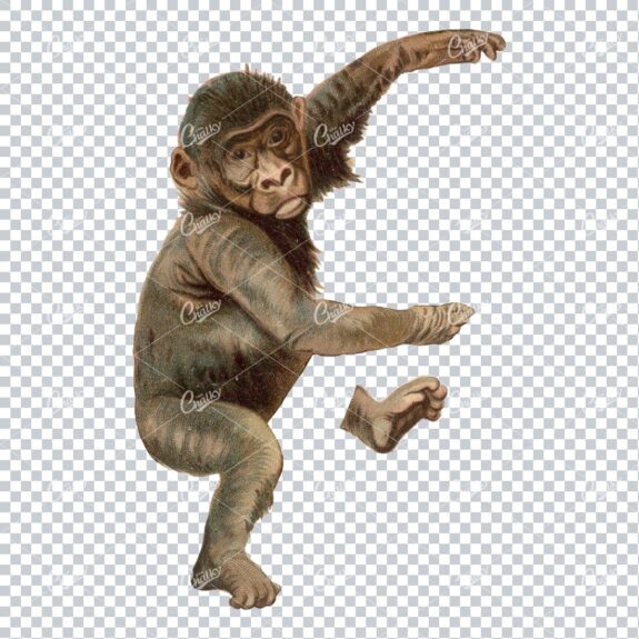 Vintage Full Color PNG Illustration - Monkey No.2