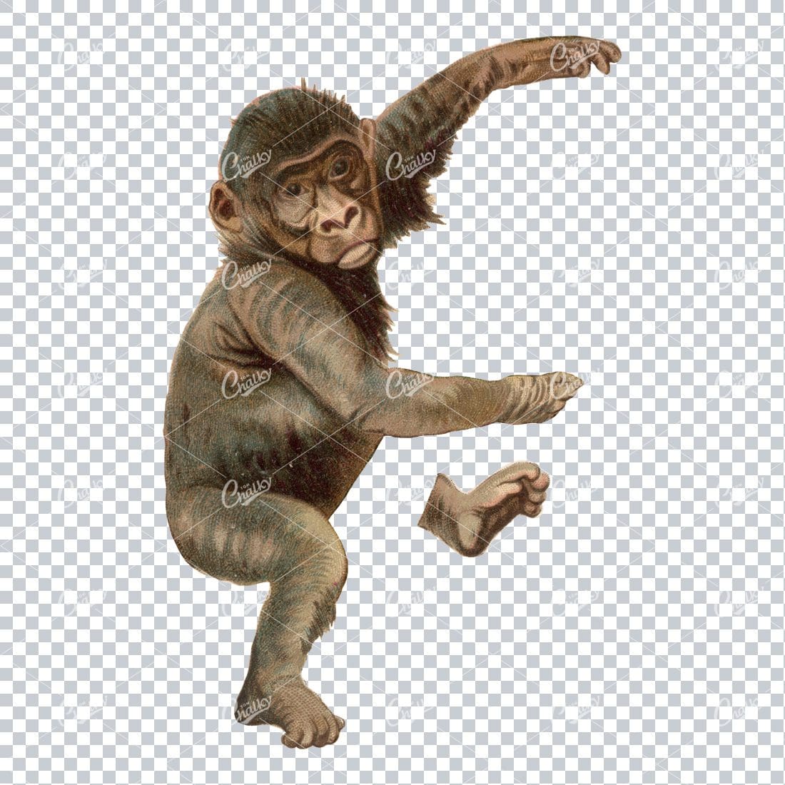 Vintage Full Color PNG Illustration - Monkey No.2