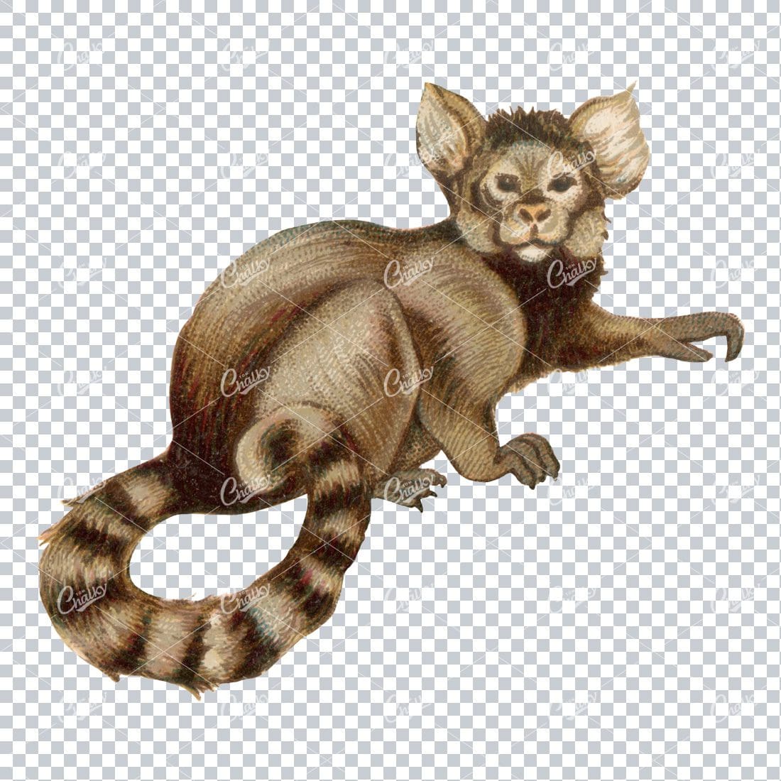 Vintage Full Color PNG Illustration - Monkey No.3