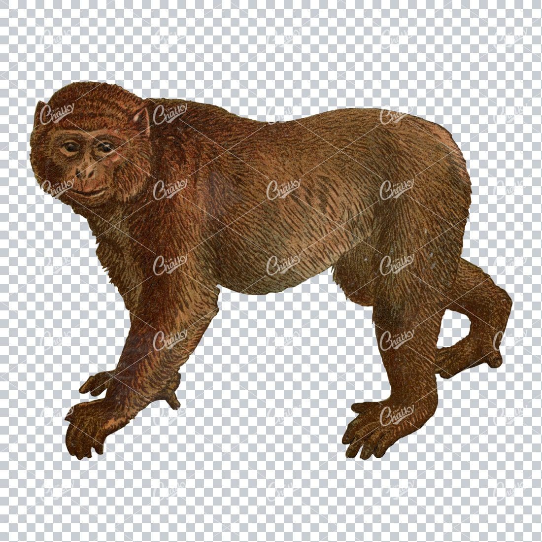 Vintage Full Color PNG Illustration - Monkey No.4
