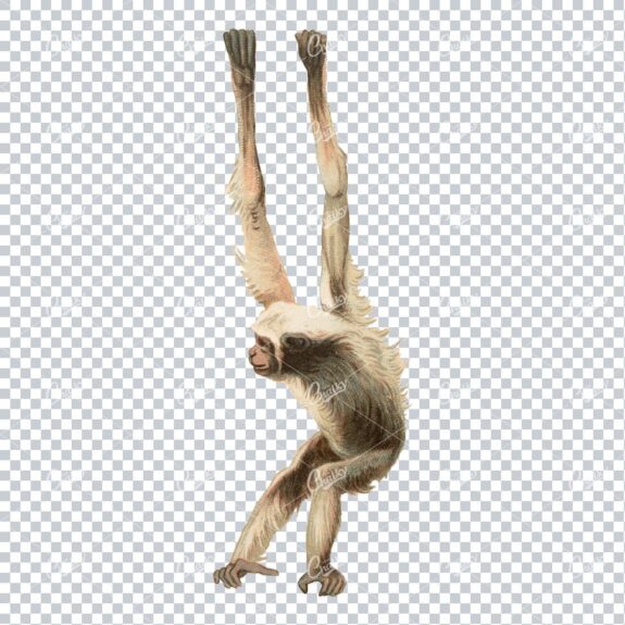 Vintage Full Color PNG Illustration - Monkey No.5