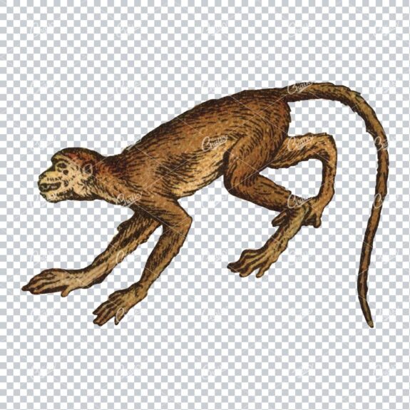 Vintage Full Color PNG Illustration - Monkey No.6