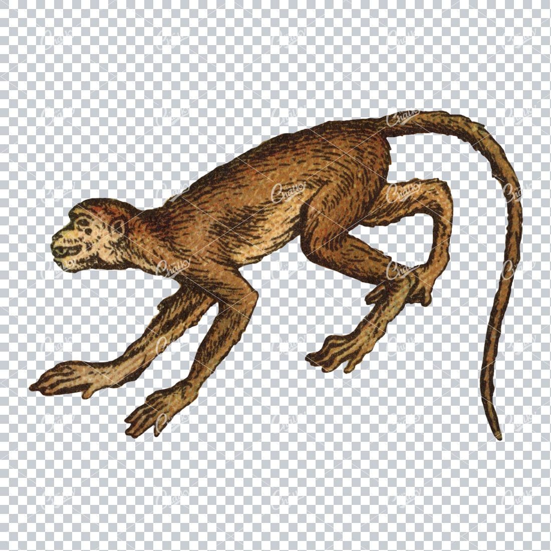 Vintage Full Color PNG Illustration - Monkey No.6