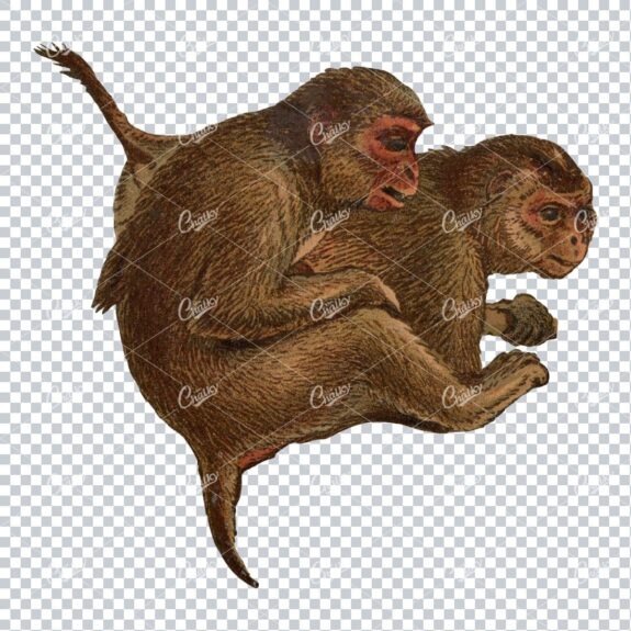 Vintage Full Color PNG Illustration - Monkey No.7
