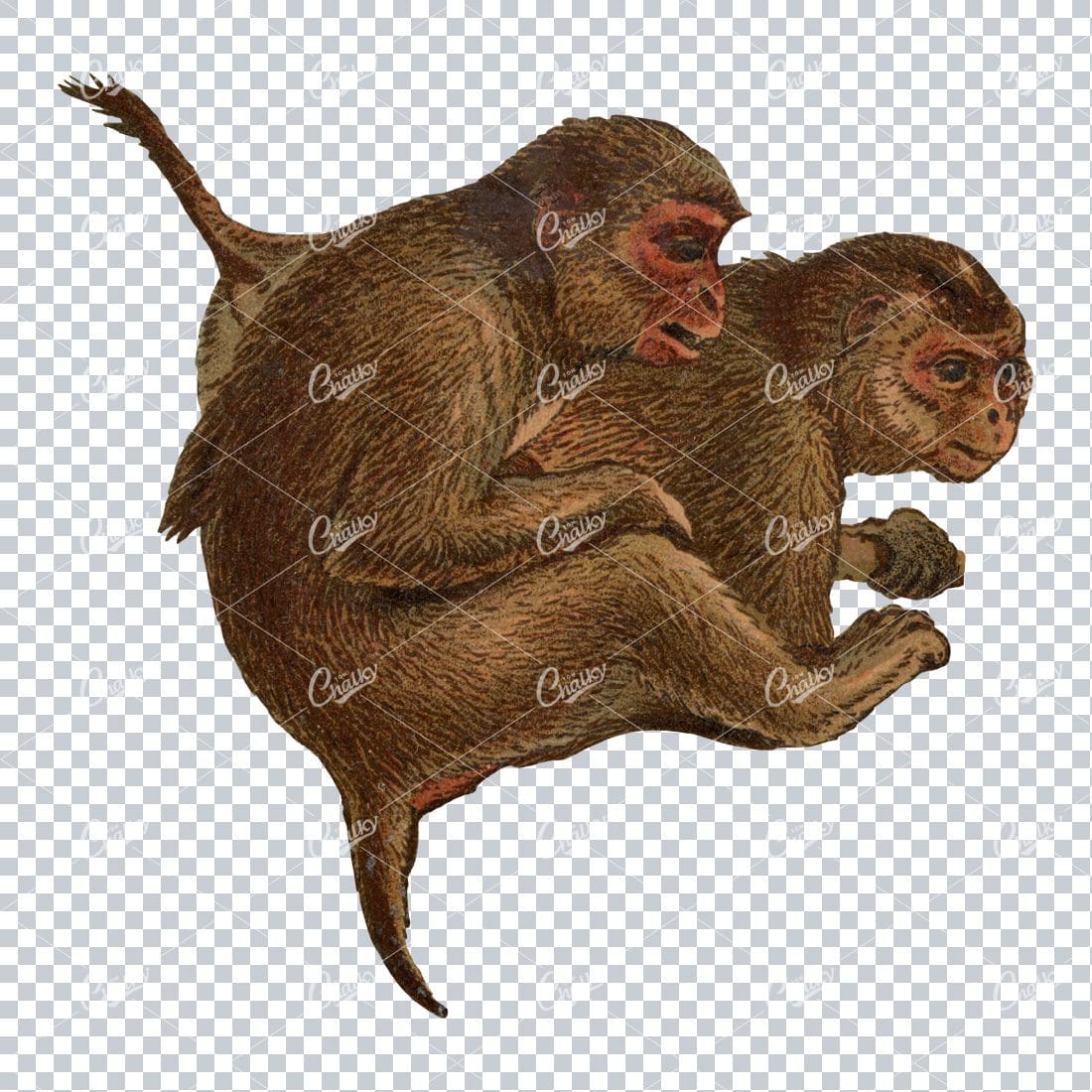 Vintage Full Color PNG Illustration - Monkey No.7