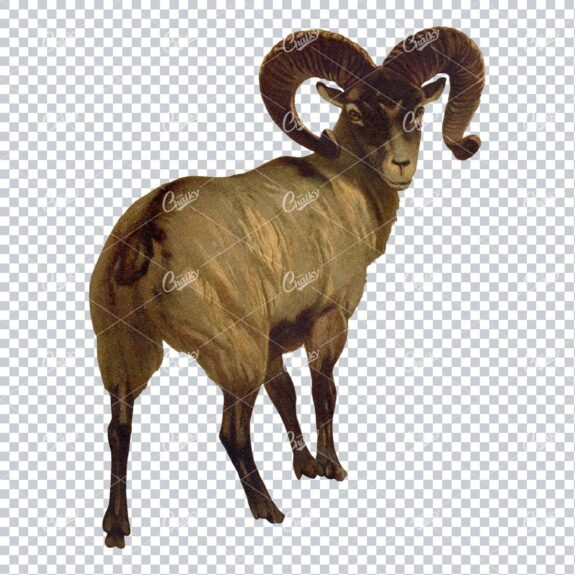 Vintage Full Color PNG Illustration of a Mountain Goat
