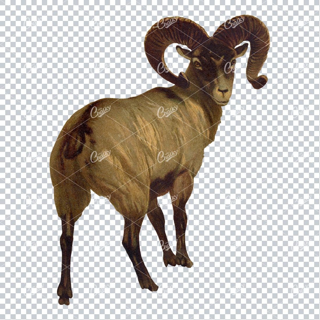 Vintage Full Color PNG Illustration of a Mountain Goat