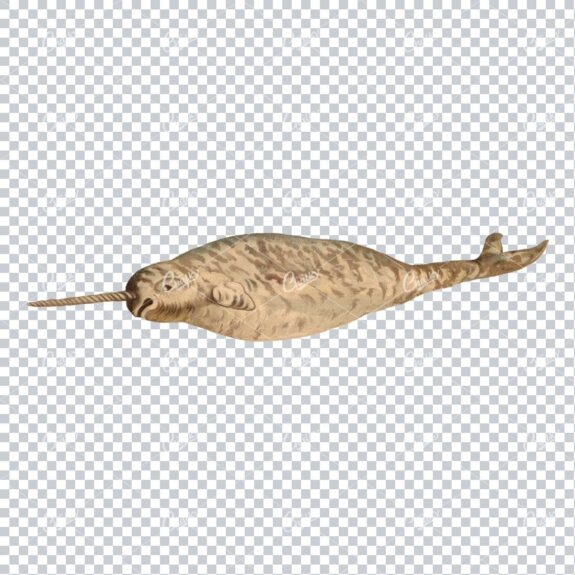Vintage Full Color PNG Illustration of a Norwhal