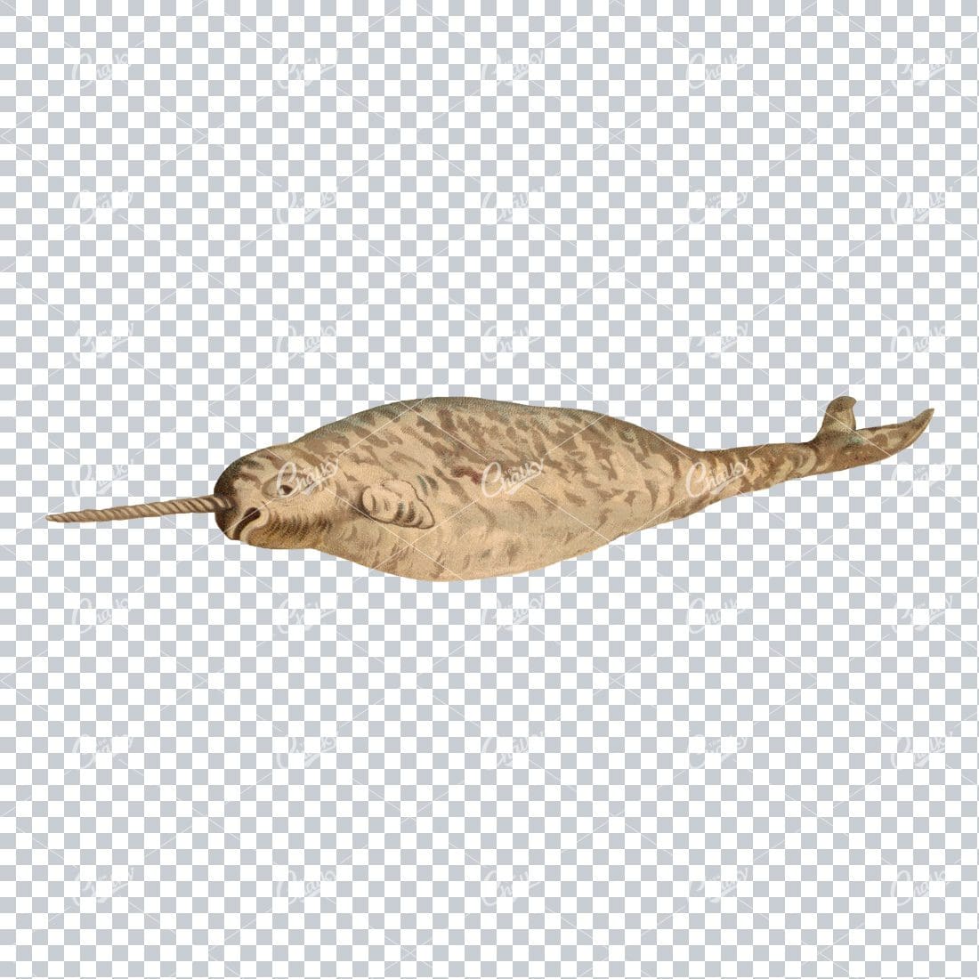 Vintage Full Color PNG Illustration of a Norwhal