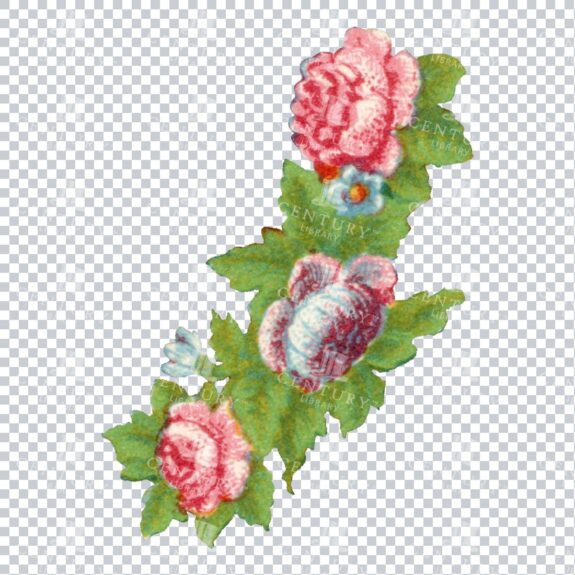 Vintage Hand Painted Roses / Floral / Botanical Design No.4
