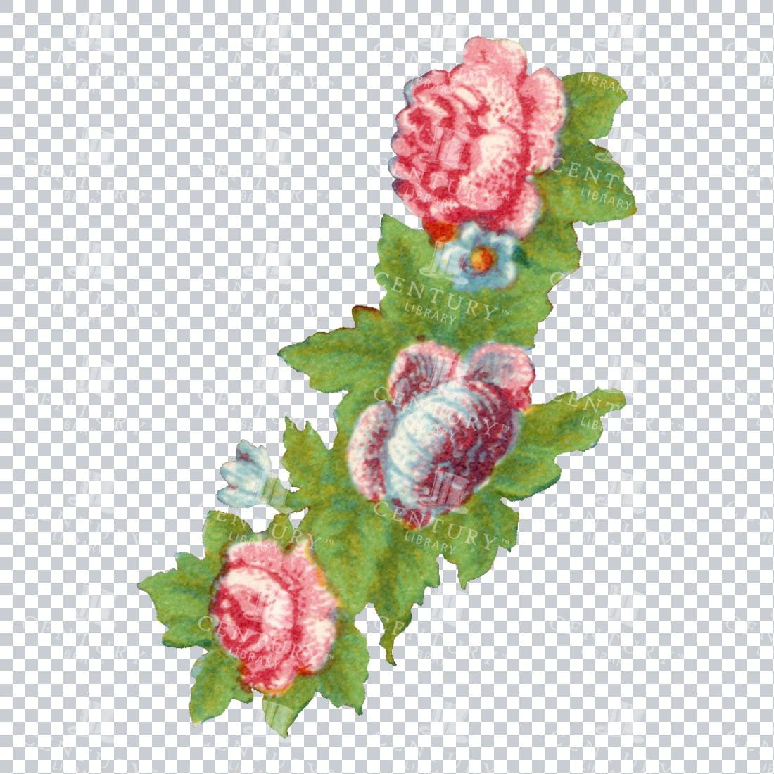 Vintage Hand Painted Roses / Floral / Botanical Design No.4