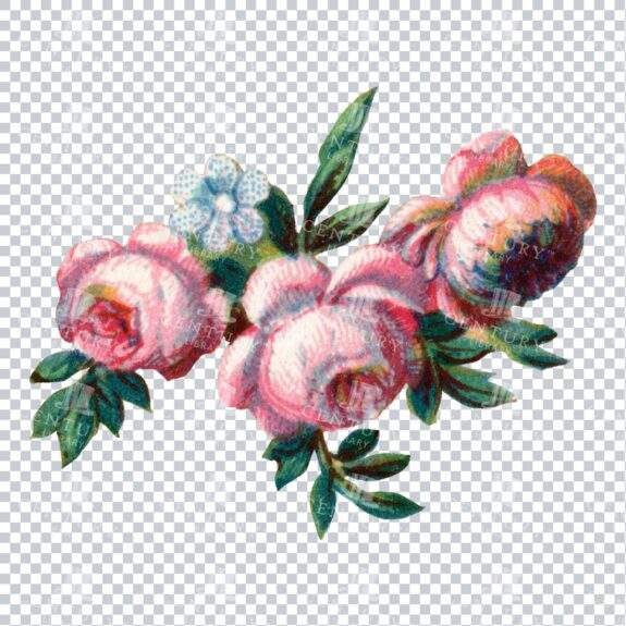 Vintage Hand Painted Rose / Floral / Botanical Design No.12