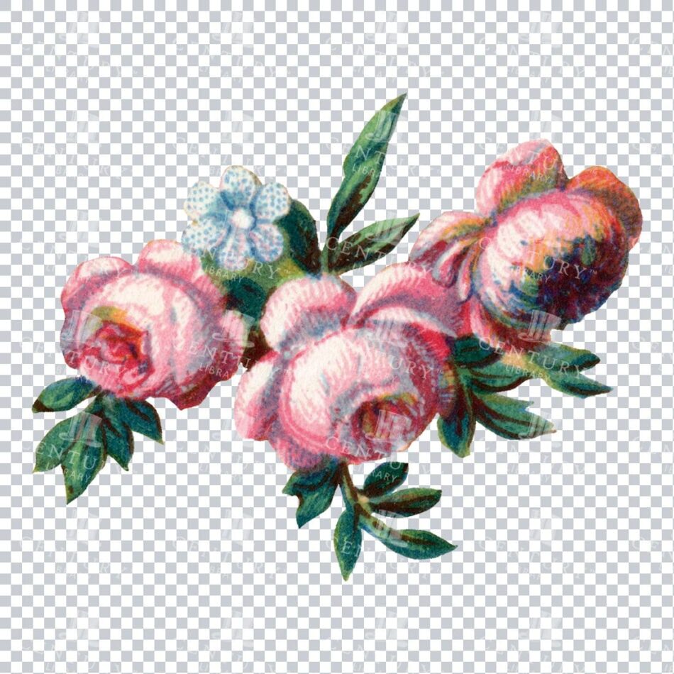 Vintage Hand Painted Rose / Floral / Botanical Design No.12