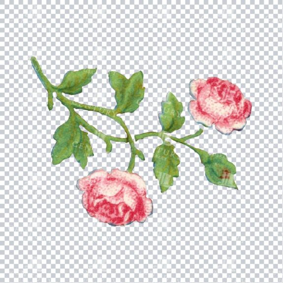Vintage Hand Painted Rose / Floral / Botanical Design No.15