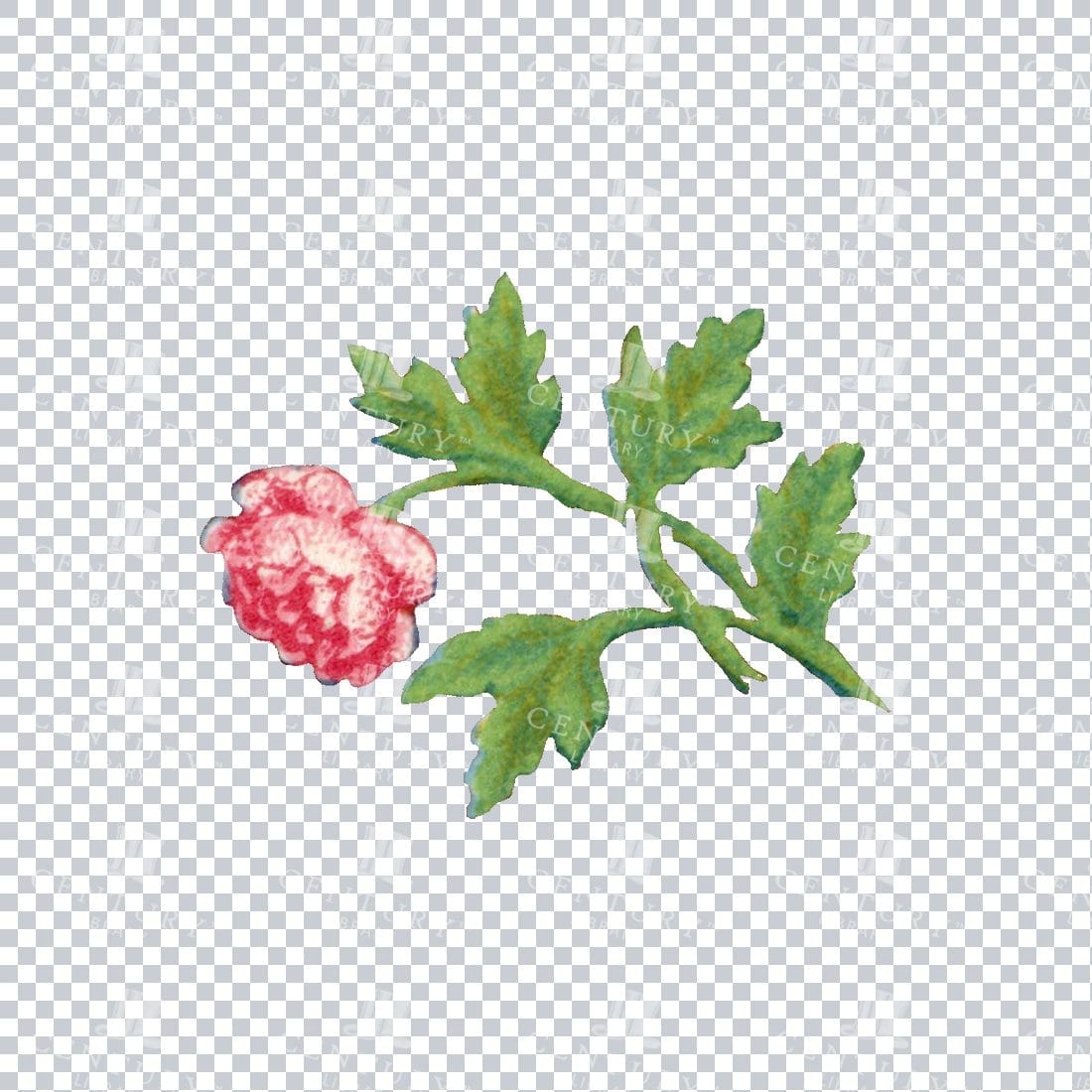 Vintage Hand Painted Rose / Floral / Botanical Design No.23