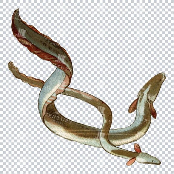 Vintage Full Color PNG Illustration - Pair of Eels