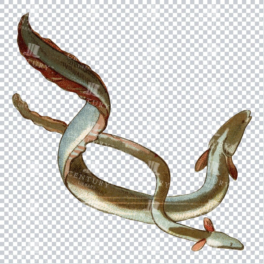 Vintage Full Color PNG Illustration - Pair of Eels