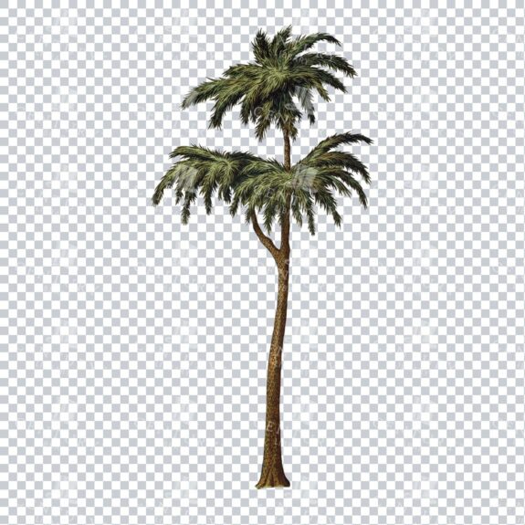 Vintage Full Color PNG Illustration - Palm Tree