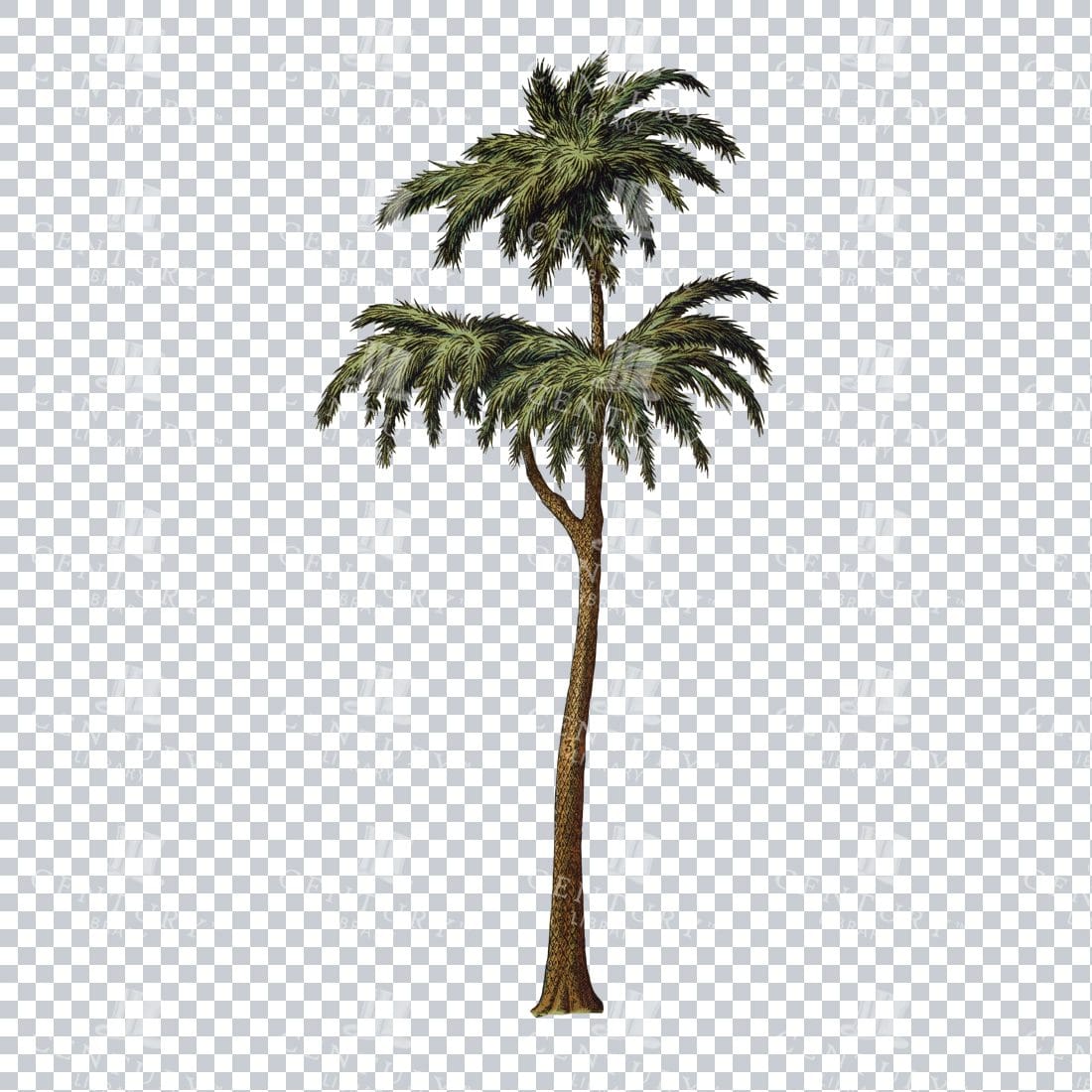 Vintage Full Color PNG Illustration - Palm Tree