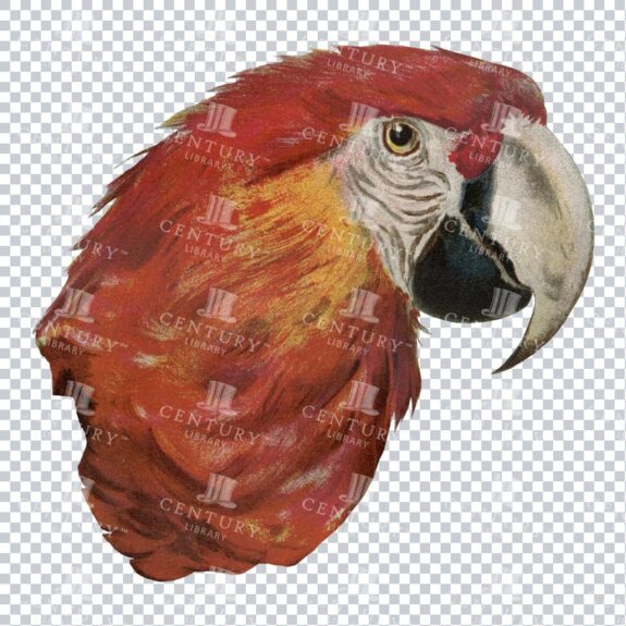 Vintage Full Color PNG Illustration - Side Profile of Parrot Face