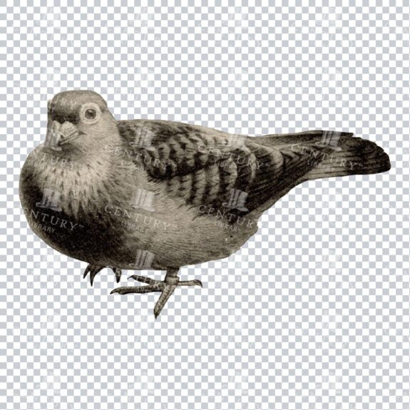 Vintage Black and White Illustration of a Standing Pigeon No.1