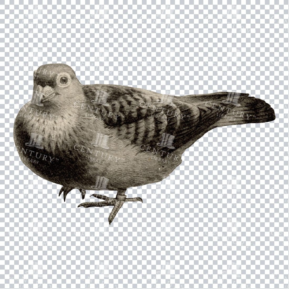 Vintage Black and White Illustration of a Standing Pigeon No.1