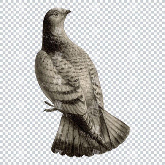 Vintage Black and White Illustration of a Standing Pigeon No.2