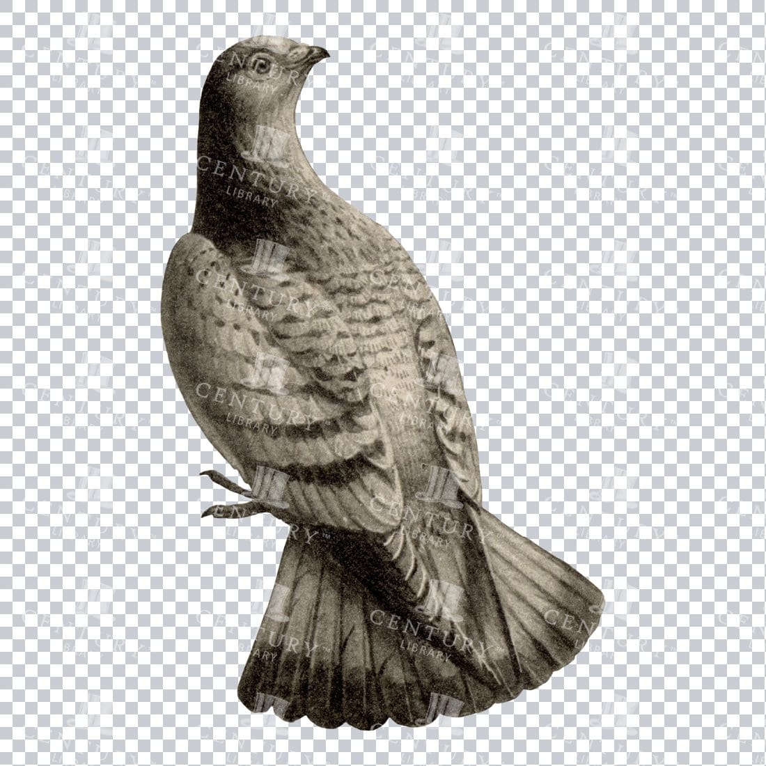 Vintage Black and White Illustration of a Standing Pigeon No.2