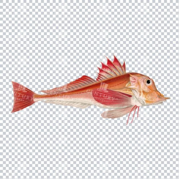 Vibrant Red / Orange Illustration of a Piper Fish - Vintage PNG Illustration