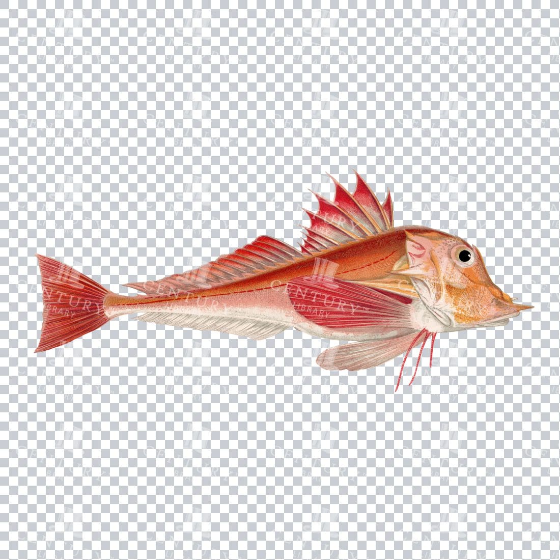 Vibrant Red / Orange Illustration of a Piper Fish - Vintage PNG Illustration