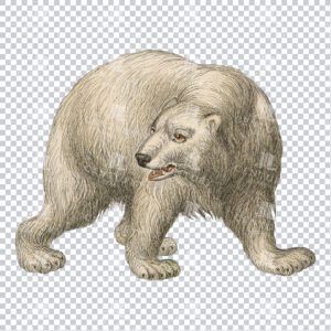 Vintage Full Color Line Art Illustration - Polar Bear