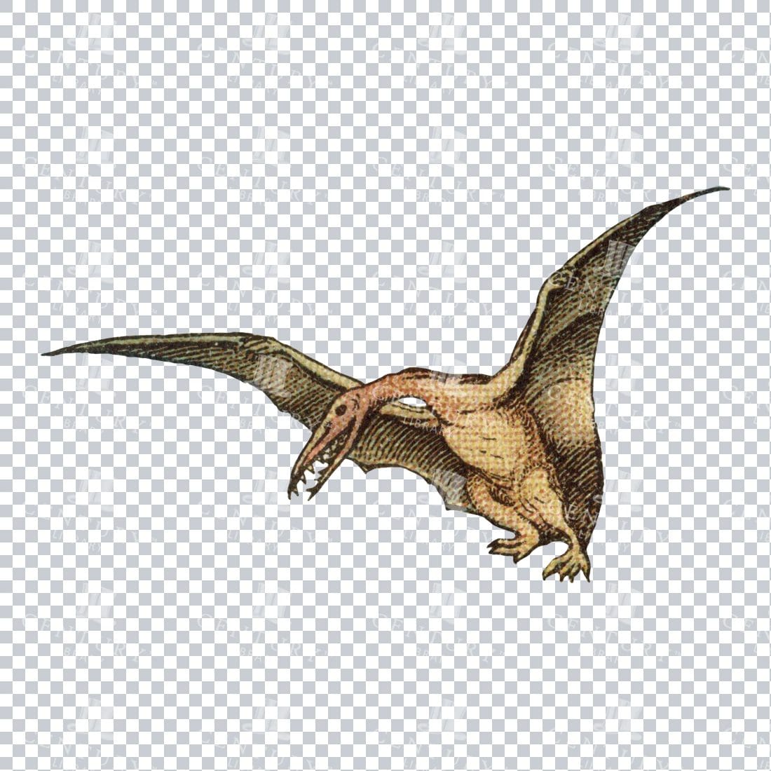 Vintage Colored Line Art Prehistoric Illustration - Pterodactyl Dinosaur No.1