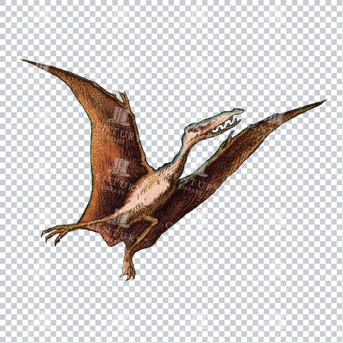 Vintage Colored Line Art Prehistoric Illustration - Pterodactyl Dinosaur No.2