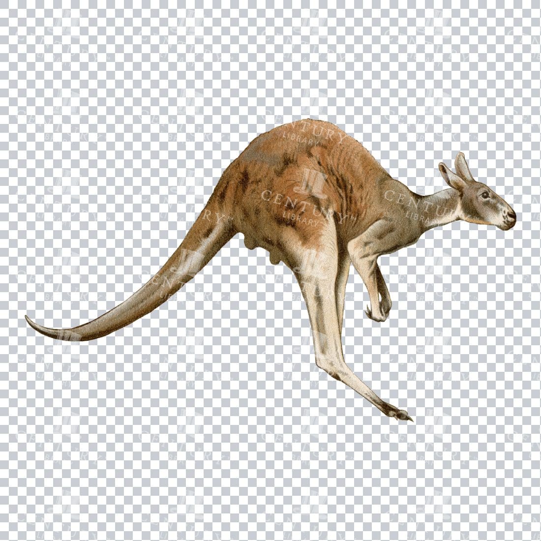PNG Colored Illustration of a Red Kangaroo