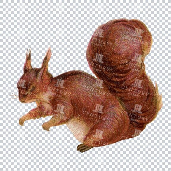 Transparent PNG Colored Illustration of a Red Squirrel
