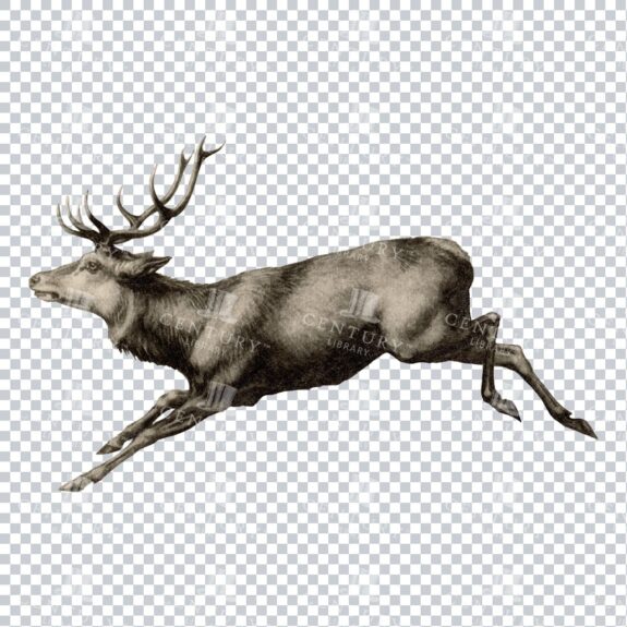 Vintage Sepia Toned Illustration of a Reindeer Running