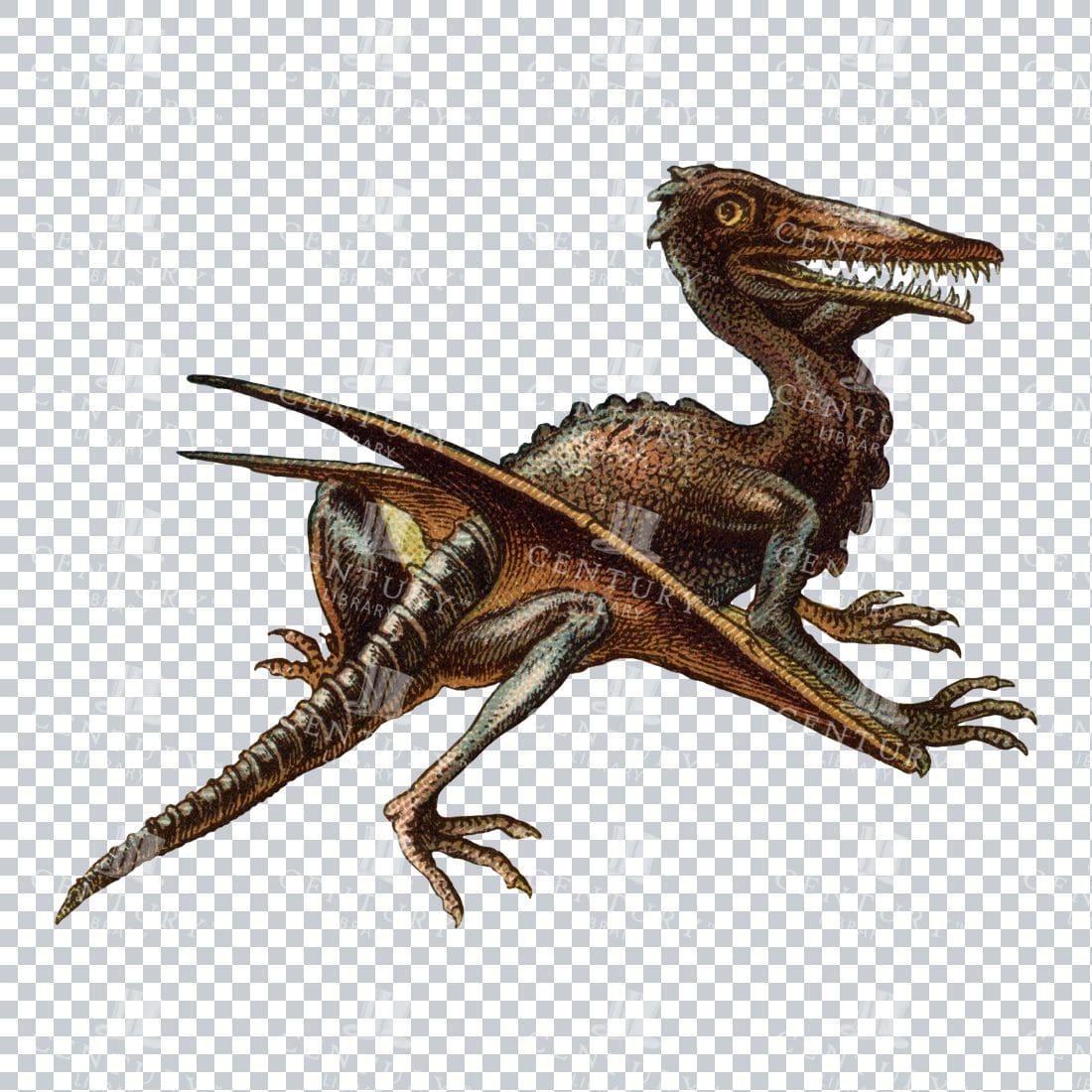 Vintage Colored Line Art Prehistoric Illustration - Rhamphorynchus Dinosaur