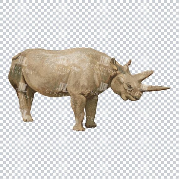 Vintage Full Color Illustration - Rhinoceros No.1