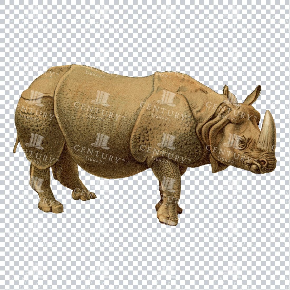 Vintage Full Color Illustration - Rhinoceros No.2