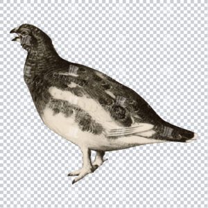 Antique Sepia Illustration of a Rypher Bird