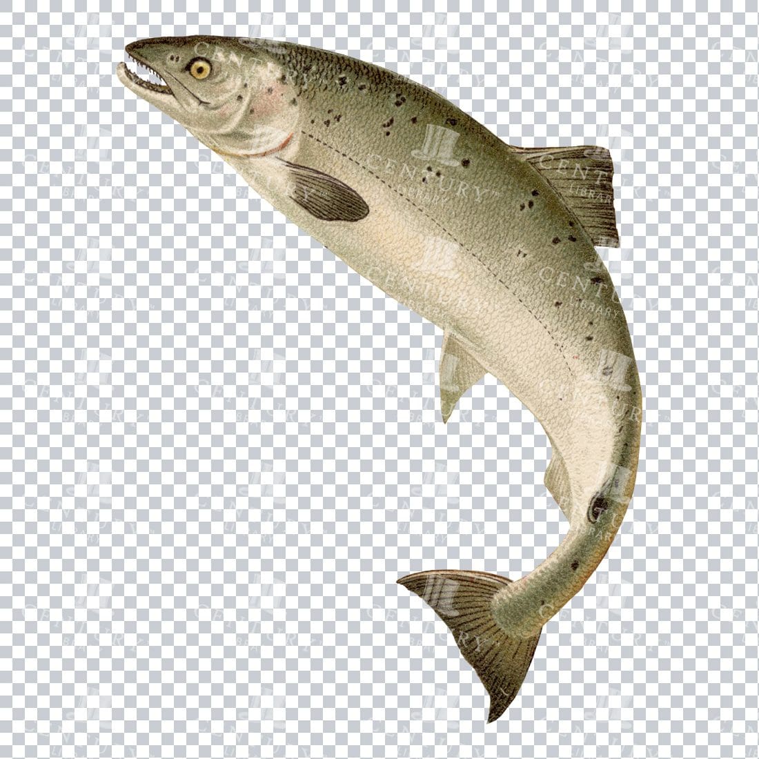 Vintage Full Color PNG Illustration of a Jumping Salmon