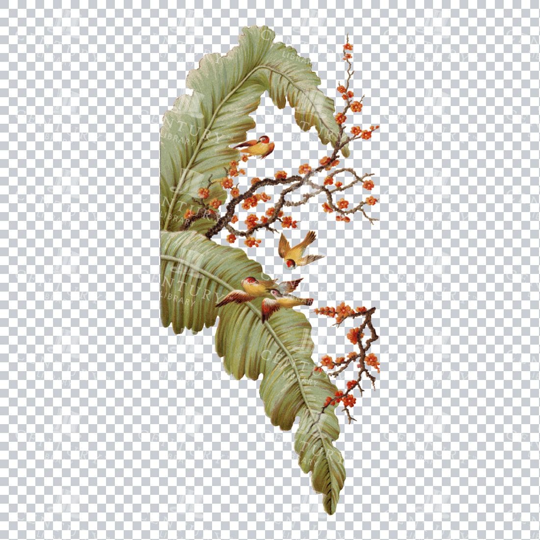 Orange Cherry Blossom with Birds Flying - Full Color PNG Illustration
