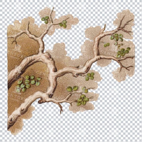 Full Color Japanese Tree PNG Vintage Illustration