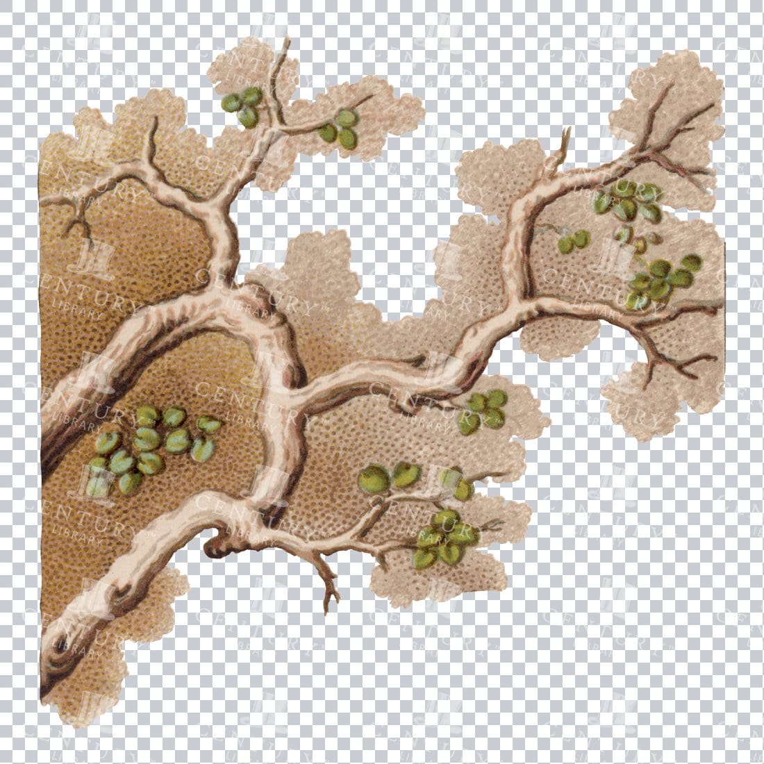 Full Color Japanese Tree PNG Vintage Illustration