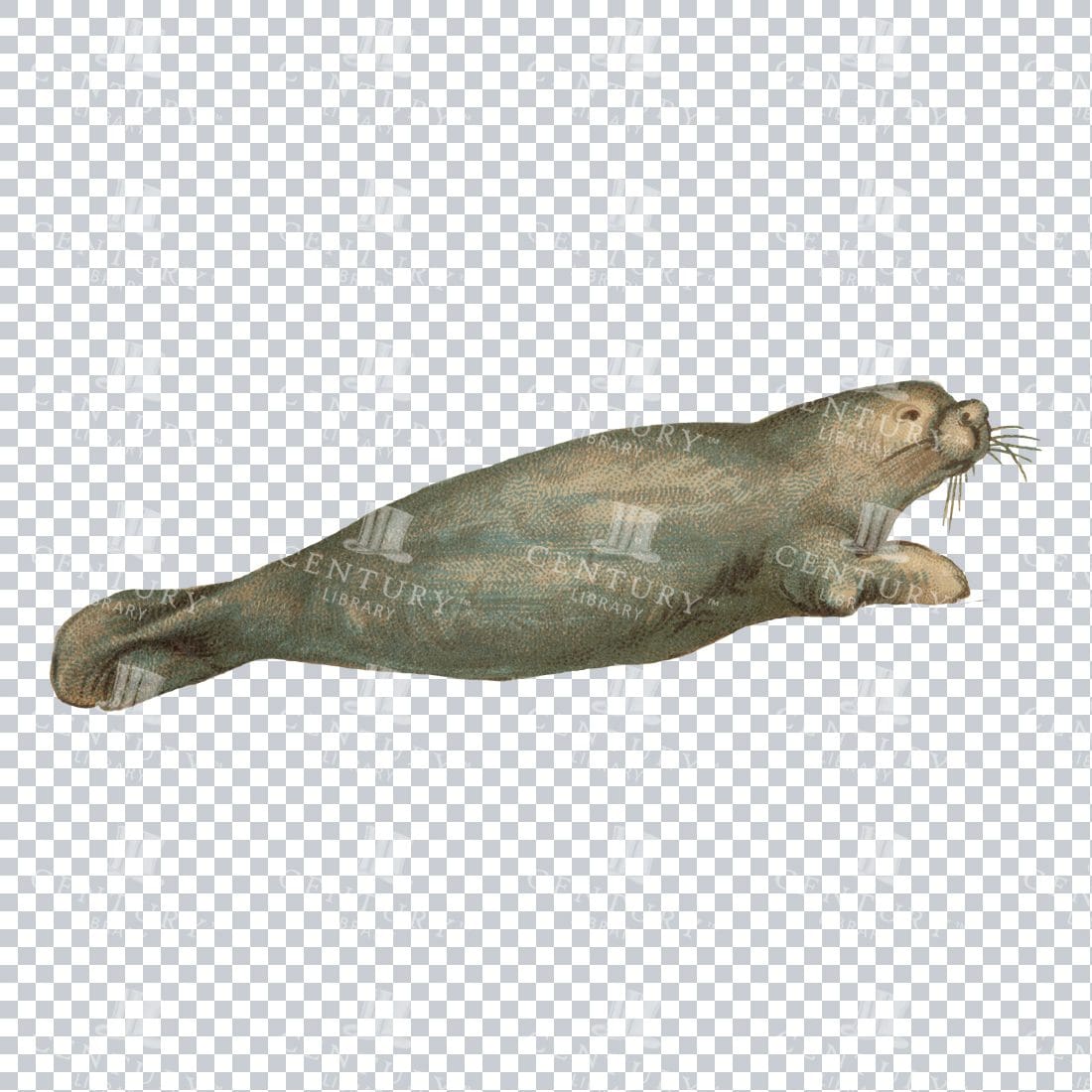 Vintage PNG Illustration of a Seal