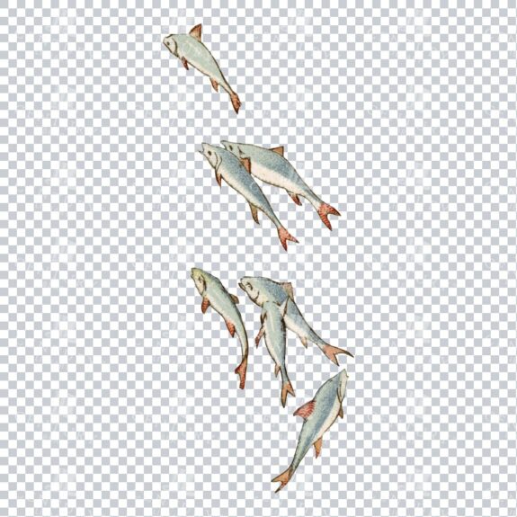 Shoal of Fish - Vintage PNG Illustration